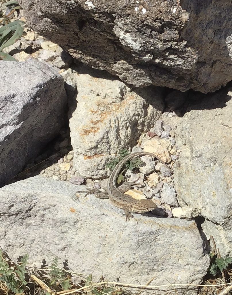 Rhyolite lizard